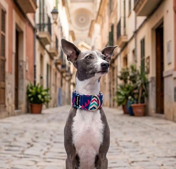 Collar antiescape para perros martingale hecho a mano en España