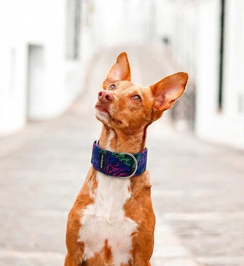 Podenco con collar martingale hecho a mano en España