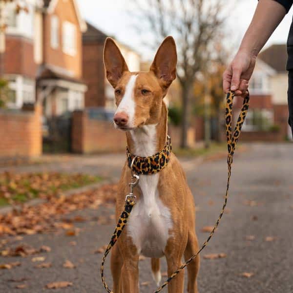 Collar para perros que tiran de la correa: qué funciona de verdad