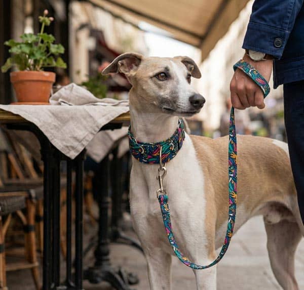 Collar martingale para cachorro: cuándo empezar y cómo elegirlo