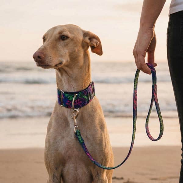 Características y beneficios de los collares antiescape para perros
