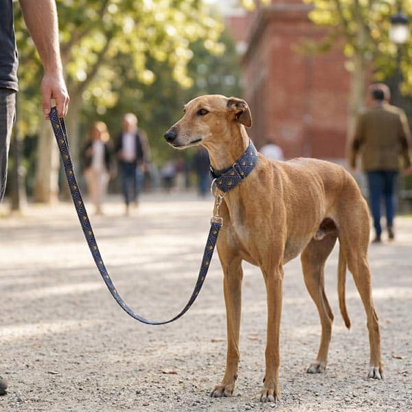Mi perro se escapa del collar: por qué pasa y cómo evitarlo