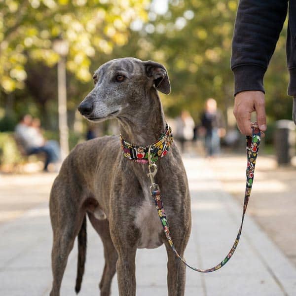 El mejor collar para podenco andaluz: seguro y sin escapadas
