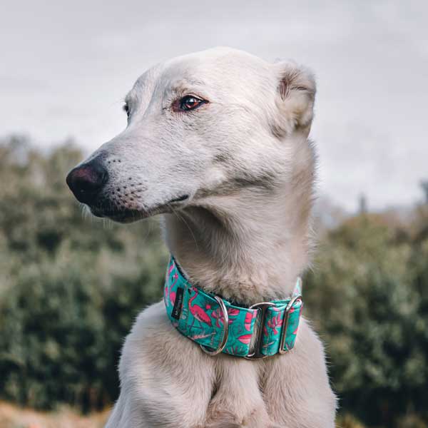 Galgo con collar martingale hecho a mano en España