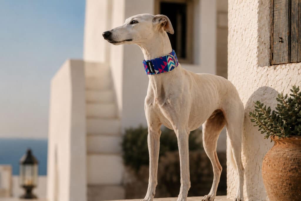 Galgo con collar martingale antiescape de pie