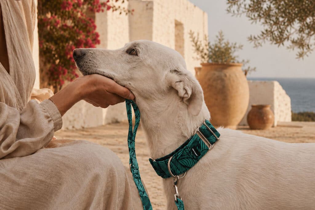 Galgo blanco con collar martingale y correa a juego