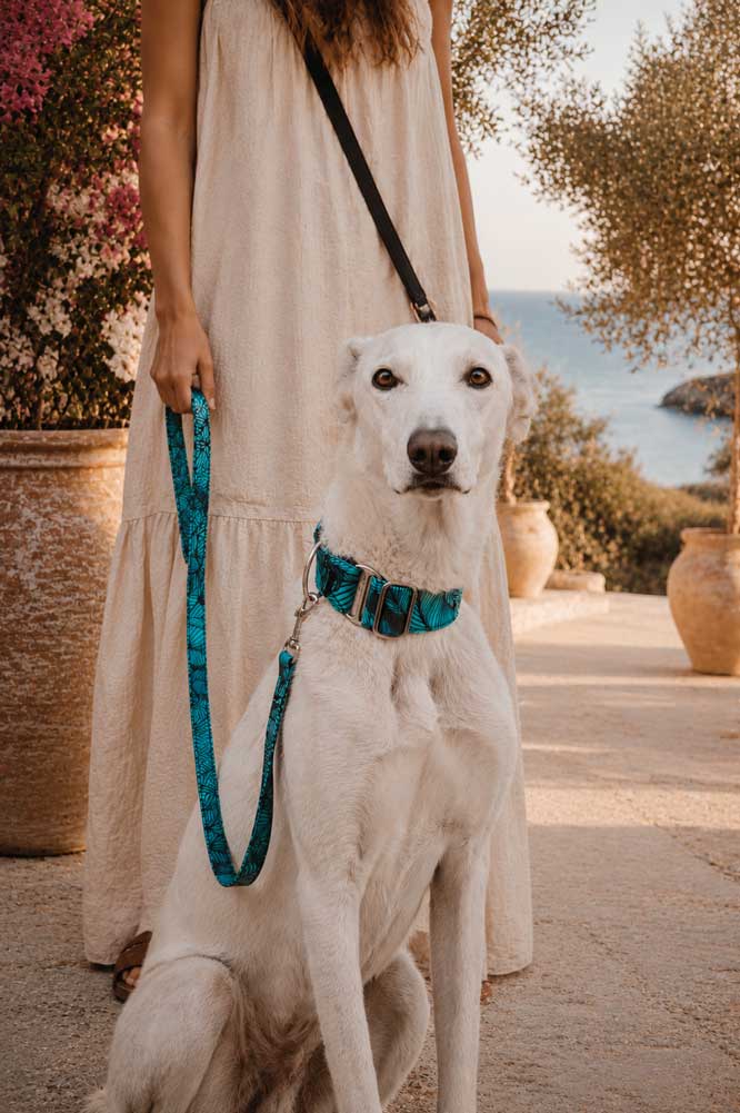 Collar martingale antiescape para galgo espa&ntilde;ol